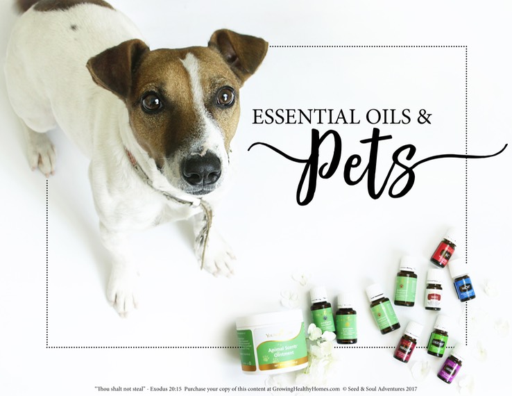 9 - Essential Oils & Pets